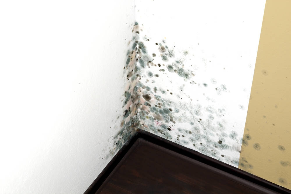Eliminate Black Mold for a Healthier Environment